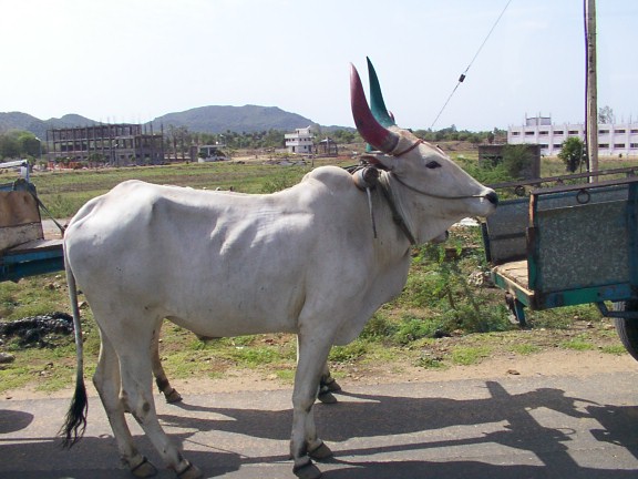water buffalo pulling a cart at roadside on National Highway 45 in Southern India.